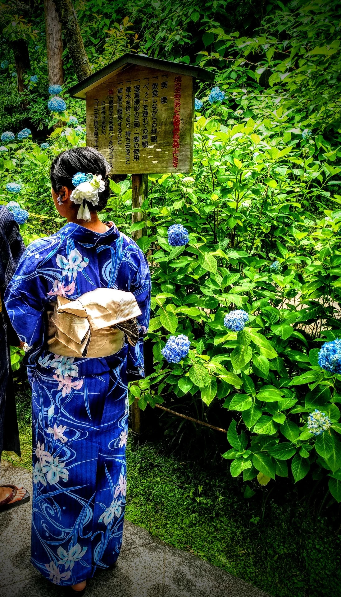 Una mujer japonesa con un kimono azul de motivos florales, junto a una plantación de hortensias azules que parecen esparcidas por ella al andar.