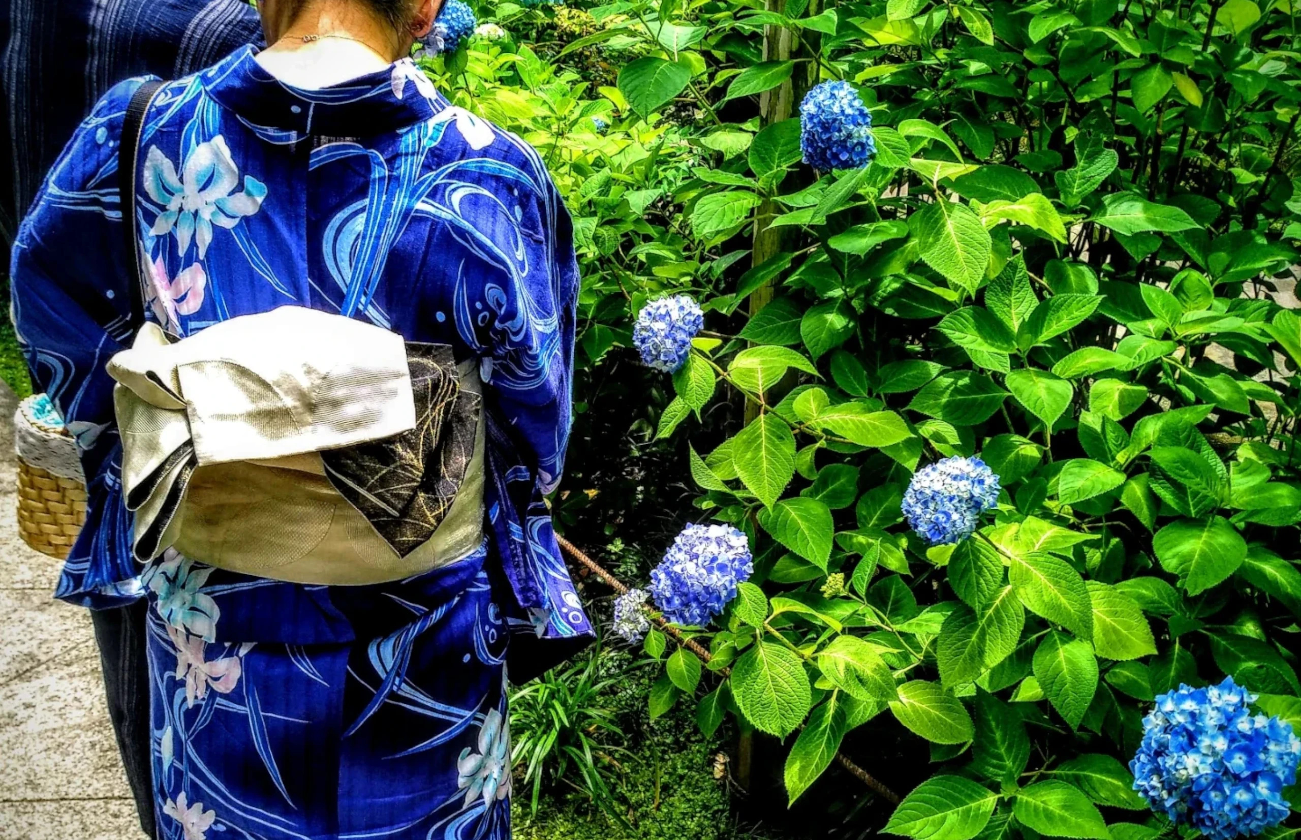 Una mujer japonesa con un kimono azul de motivos florales, junto a una plantación de hortensias azules que parecen esparcidas por ella al andar.